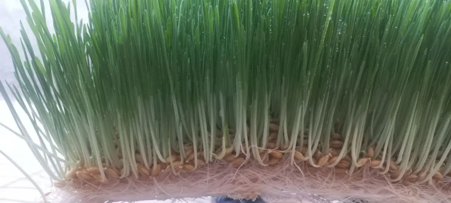 علوفه دام وطیور|حیوانات مزرعه|میاندوآب, |دیوار