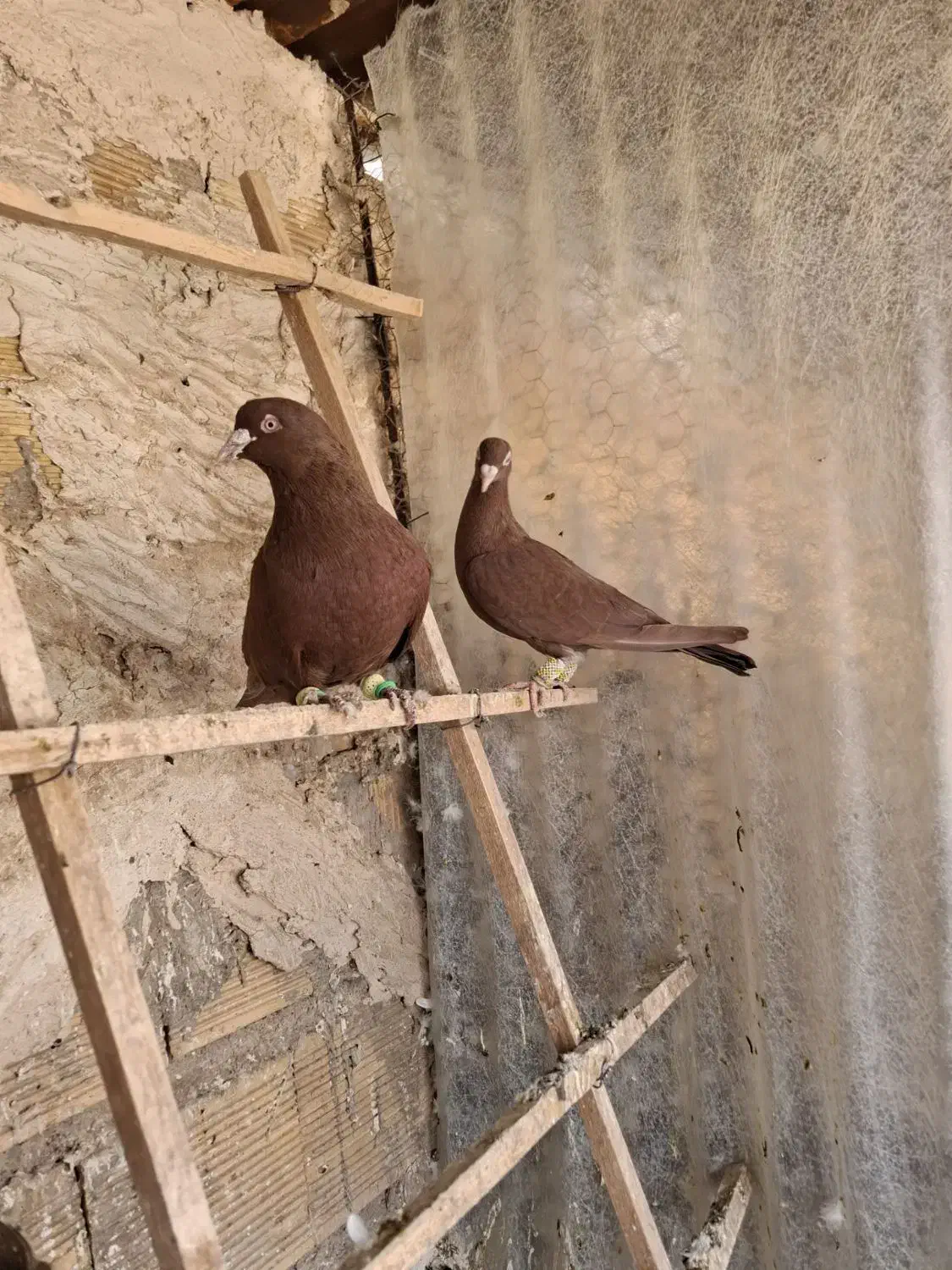 کبوتر|پرنده|تاکستان, |دیوار