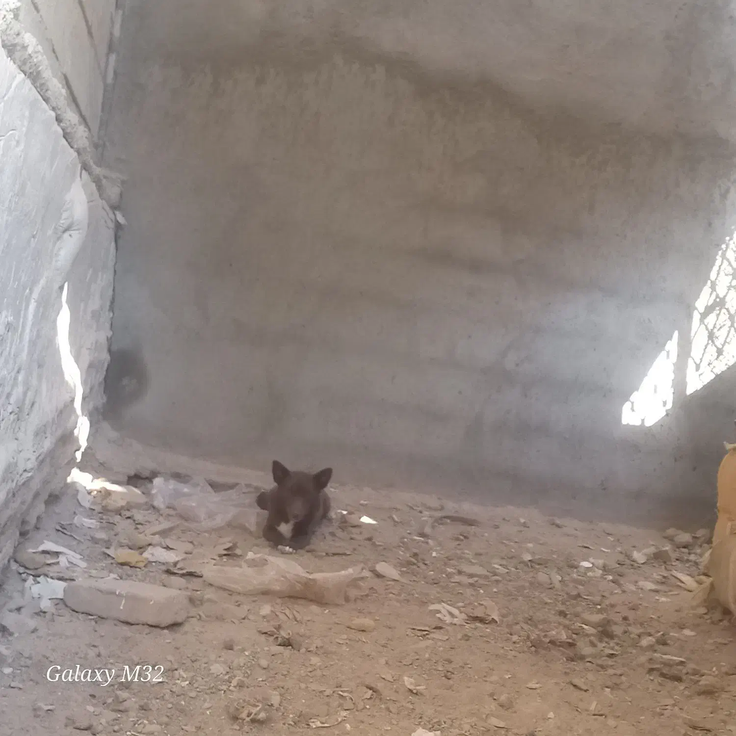 پاکوتاه|سگ|بناب, |دیوار