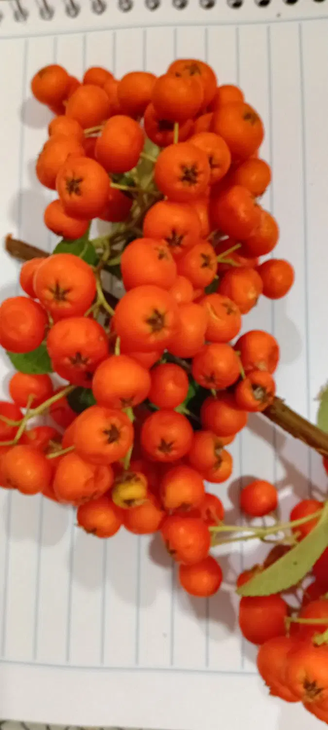 درمان یبوست وهمورویید|خوردنی و آشامیدنی|ایلام, |دیوار