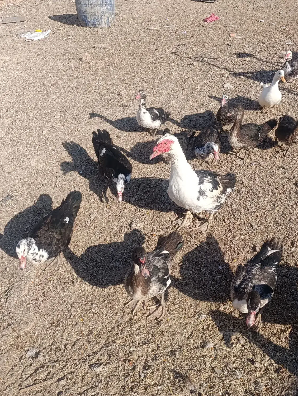 فروشی|حیوانات مزرعه|بانش, |دیوار