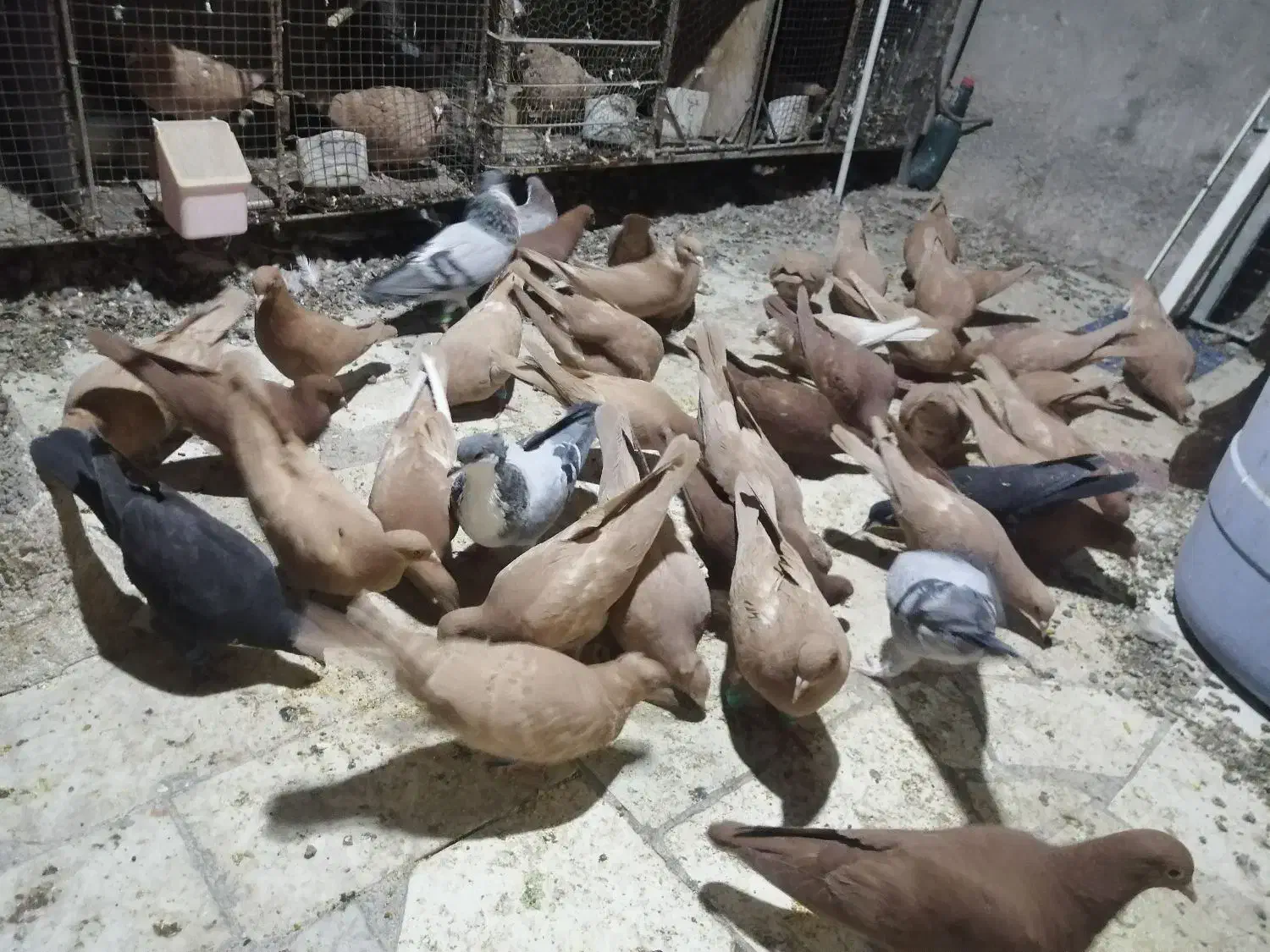 حیون جفتی و پرشی|پرنده|تربتحیدریه, رجایی|دیوار