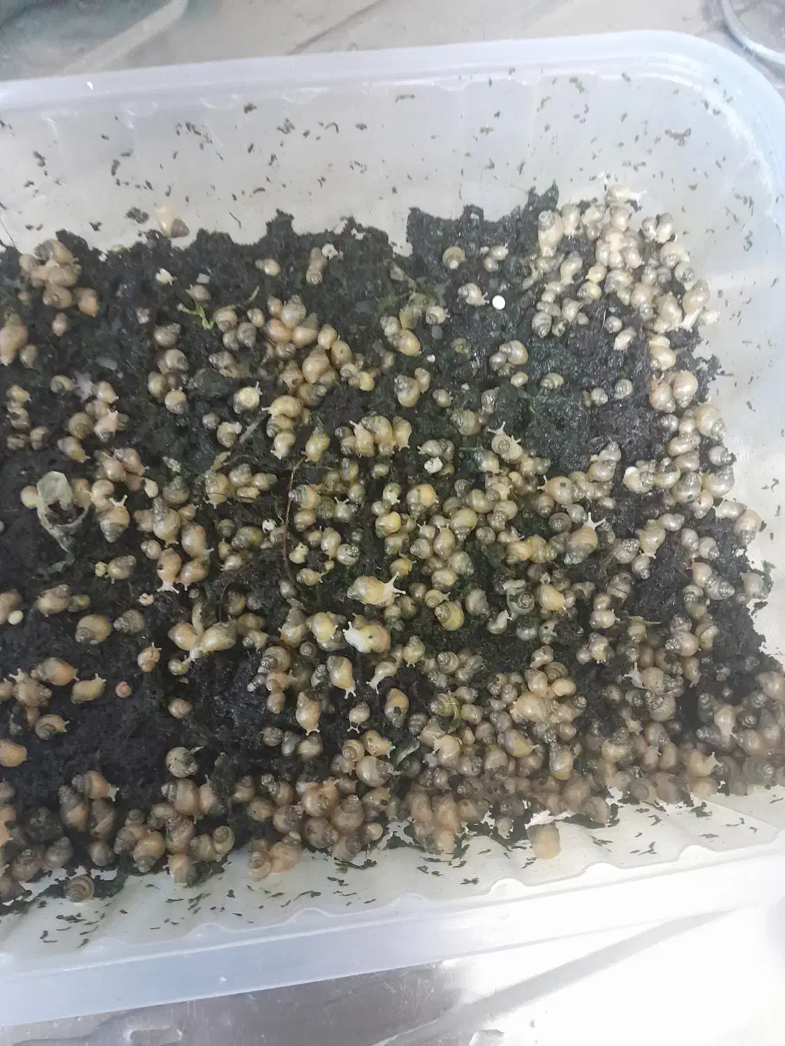 حلزون|خزنده|تهران, مهستان|دیوار