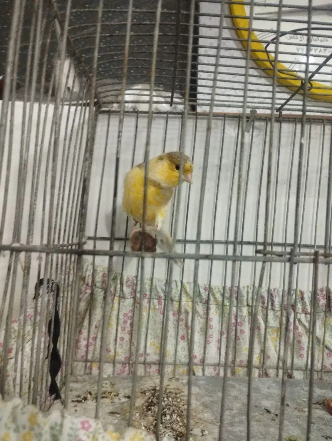 قناری جوجه|پرنده|برخوار, |دیوار