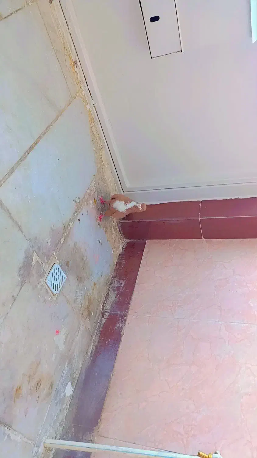 کبوتر ریش زرد کاکلی طوق هفترنگ|پرنده|بیرجند, |دیوار