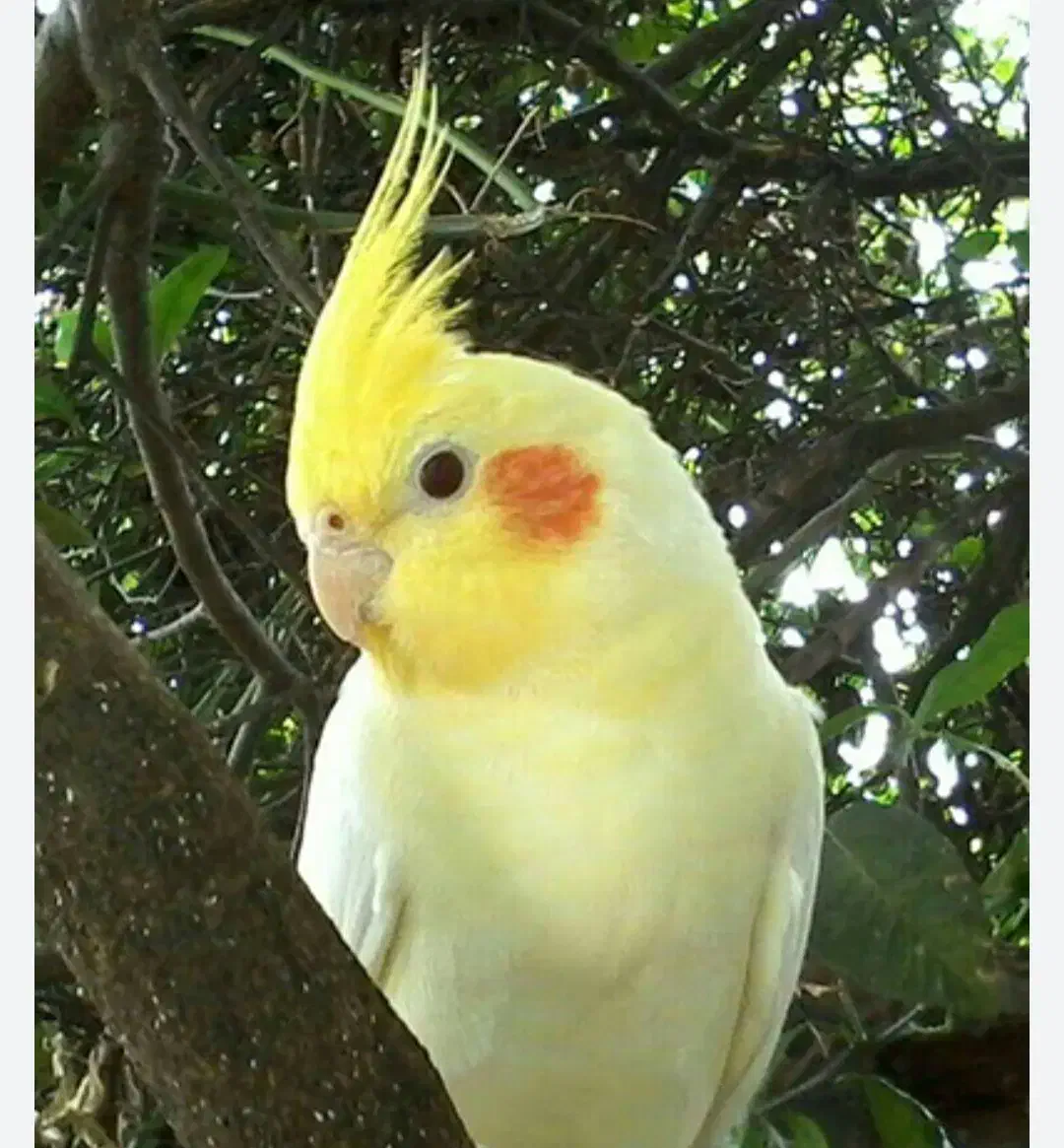 گمشده|حیوانات|شوشتر, |دیوار