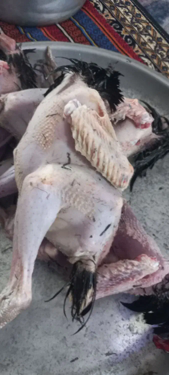 خروس رضوانشهر|حیوانات مزرعه|رضوانشهر, |دیوار