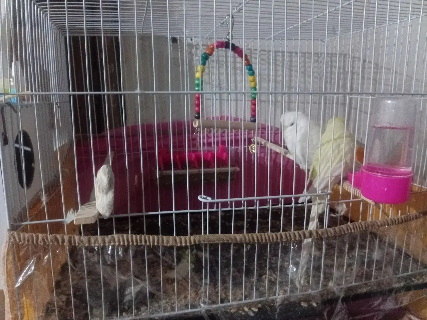 مرغ عشق|پرنده|نیشابور, فردوس شمالی|دیوار