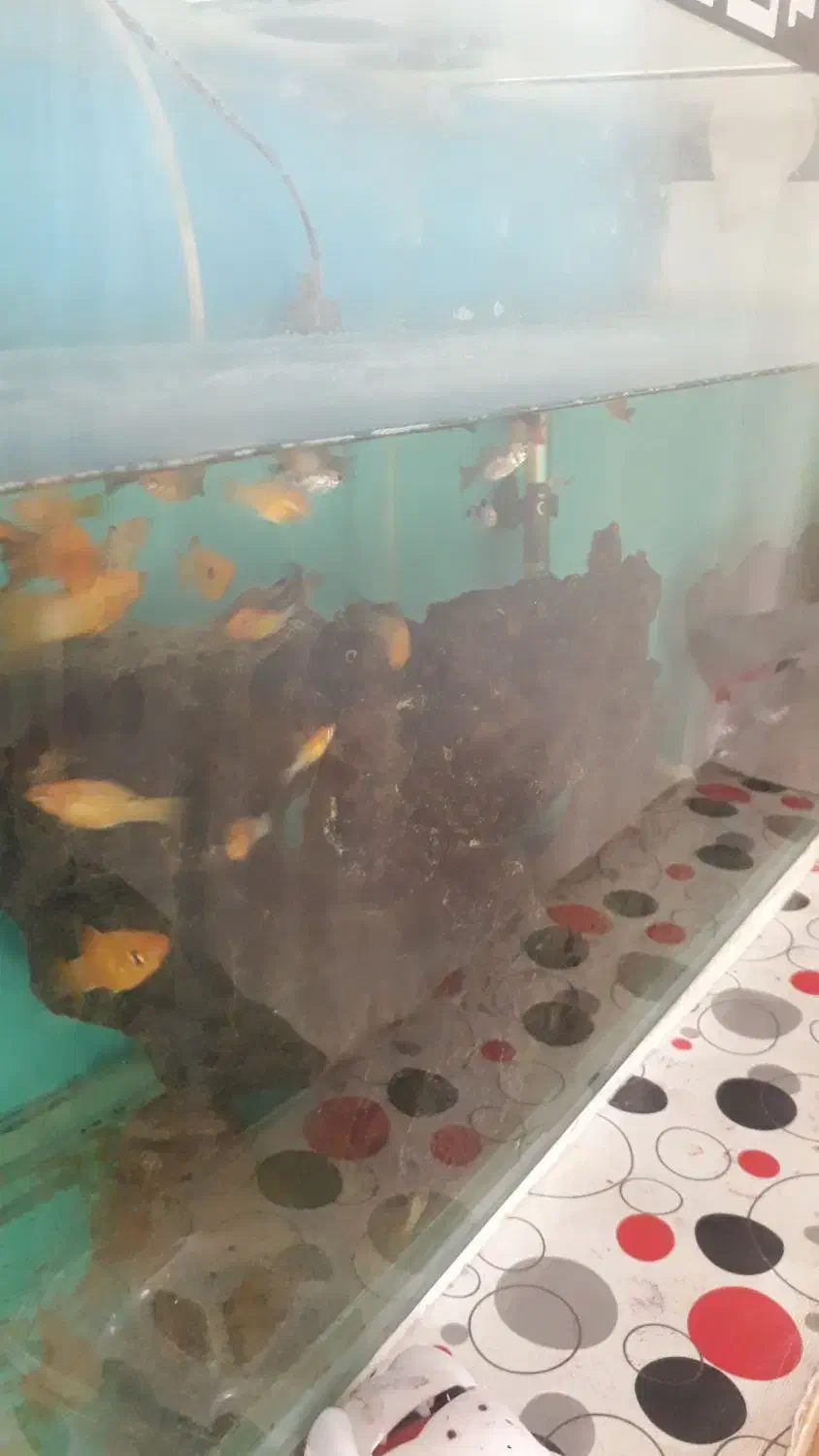 ماهی وآکواریوم|ماهی|ایلام, |دیوار