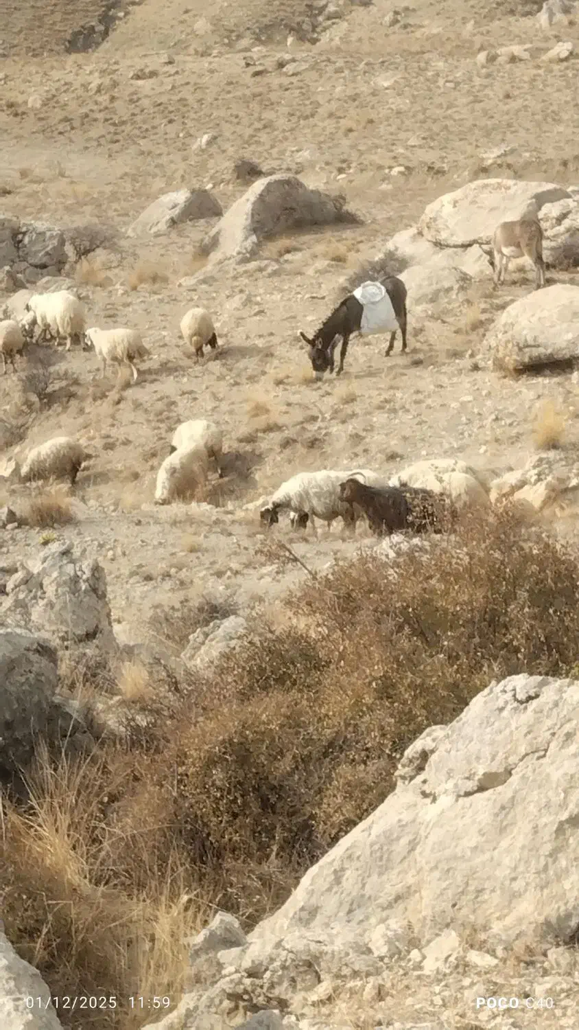 الاغ‌بفروش‌می‌رسد|حیوانات مزرعه|چالدران, |دیوار