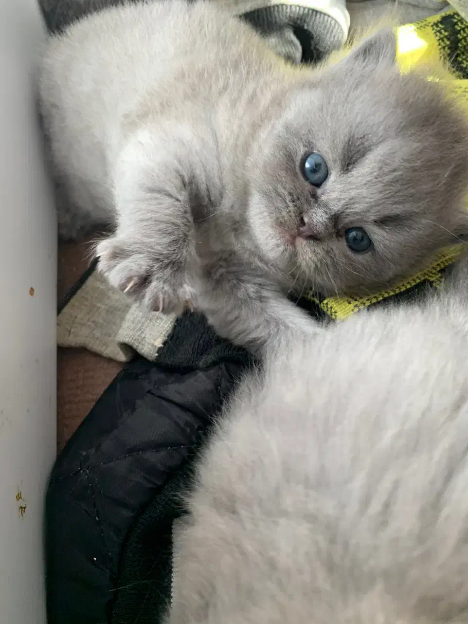 بچه گربه های اصیل ، نژاد خاصی از پرشین|گربه|لاهیجان, شیخ زاهد|دیوار