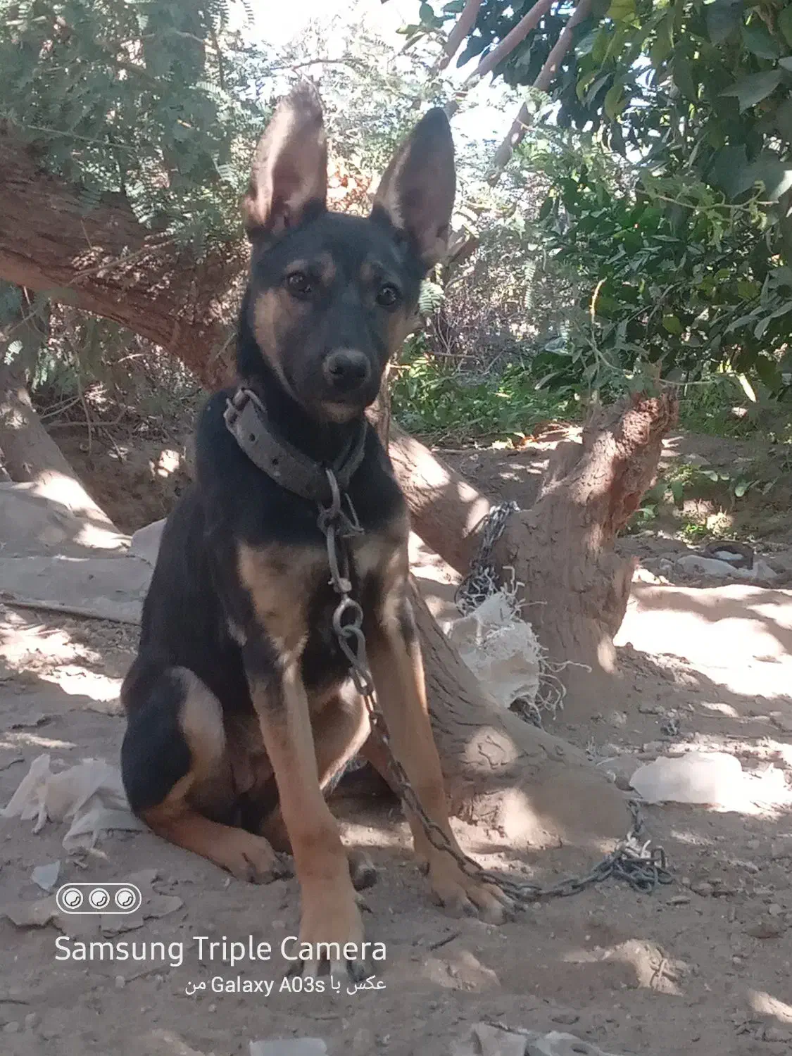 سگ ژرمن|سگ|جیرفت, |دیوار