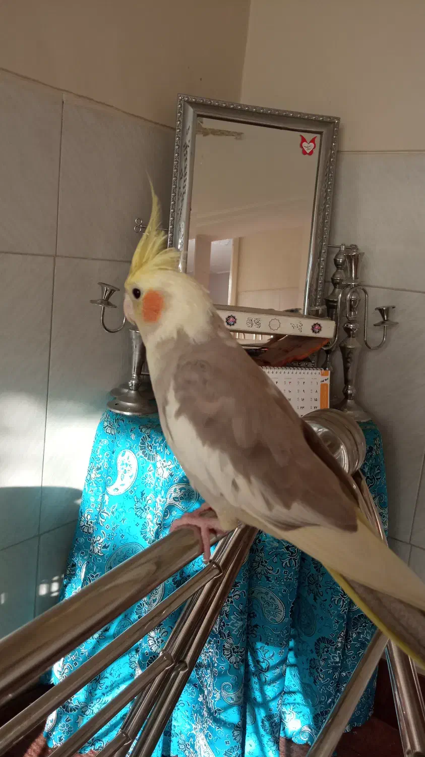 عروس هلندی سخنگو|پرنده|اصفهان, فجر|دیوار