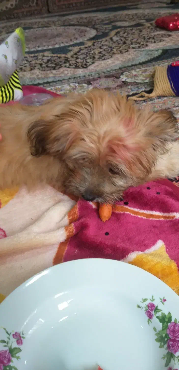 سگ شیتزو|سگ|کرمانشاه, |دیوار