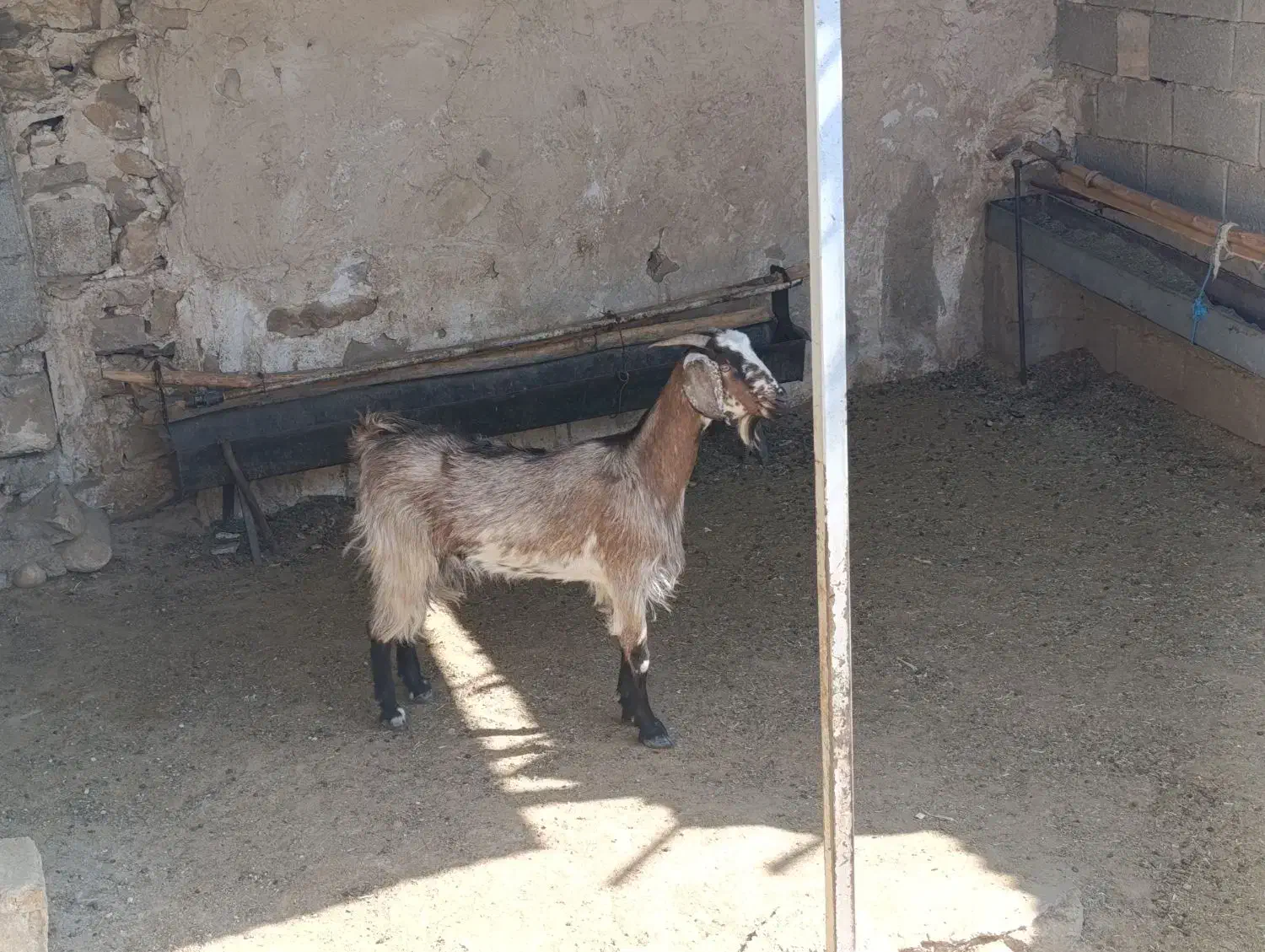 بز داشتی چاق|حیوانات مزرعه|کازرون, |دیوار