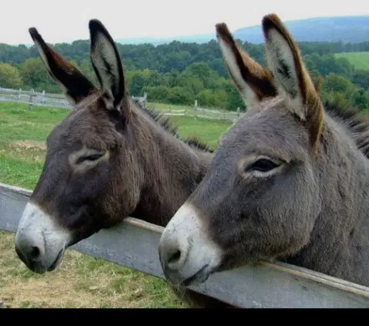 حیوان خر|حیوانات مزرعه|کلیبر, |دیوار