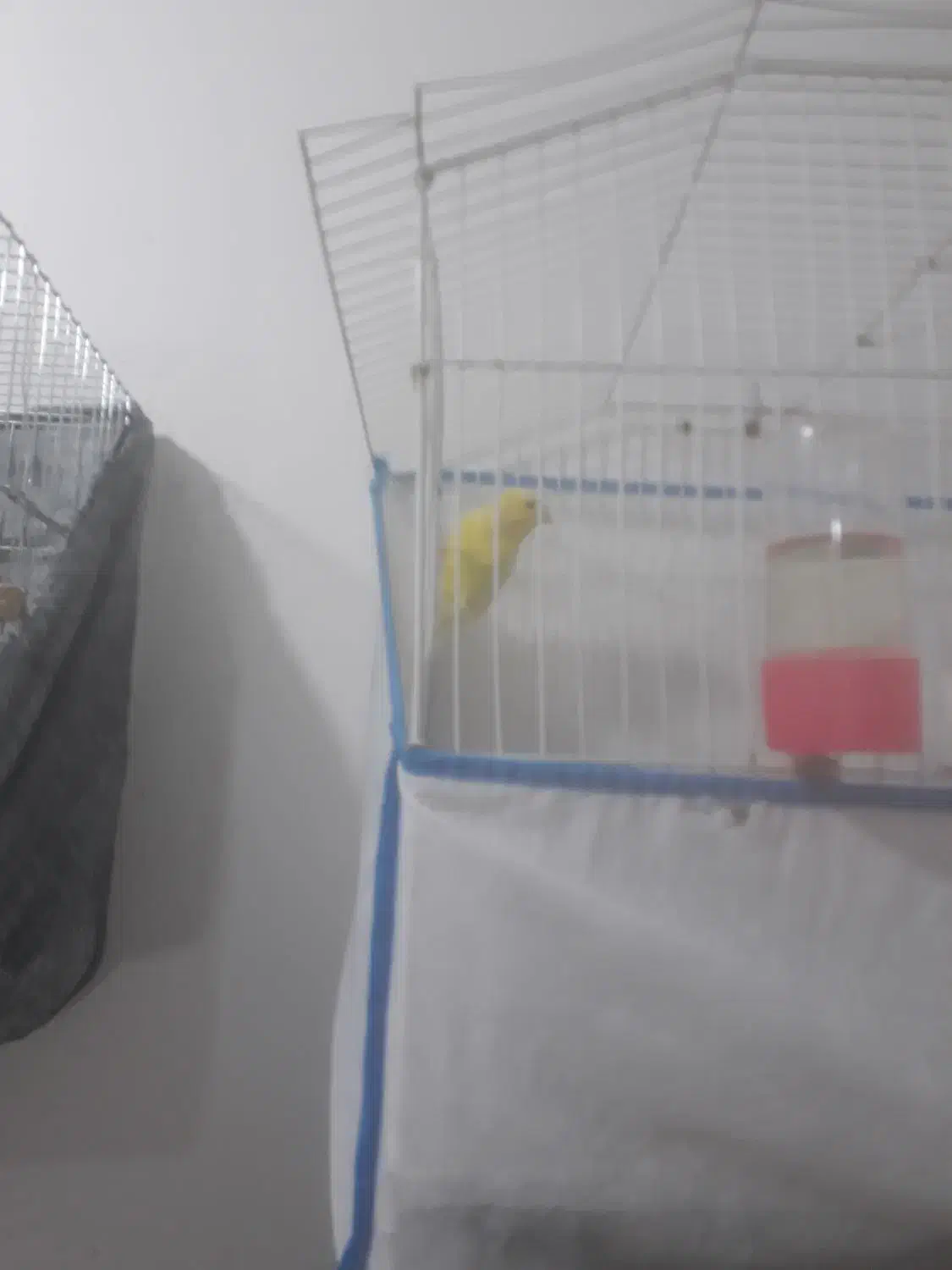 قناری|پرنده|بهبهان, |دیوار