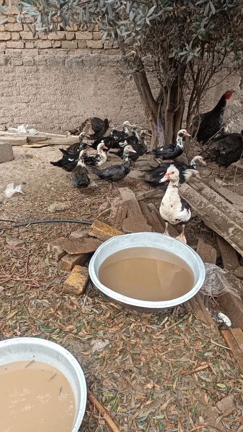 اردک|پرنده|رودبار, |دیوار