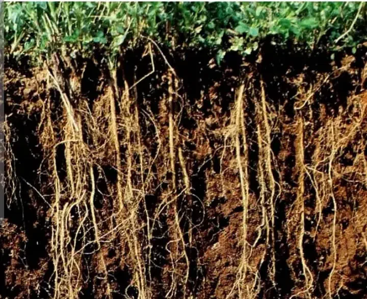 بذرقره یونجه اصیل با راندمان بالاوتناژ ۹تن درهکتار|خدمات باغبانی و درختکاری|شیراز, پارک آزادی|دیوار