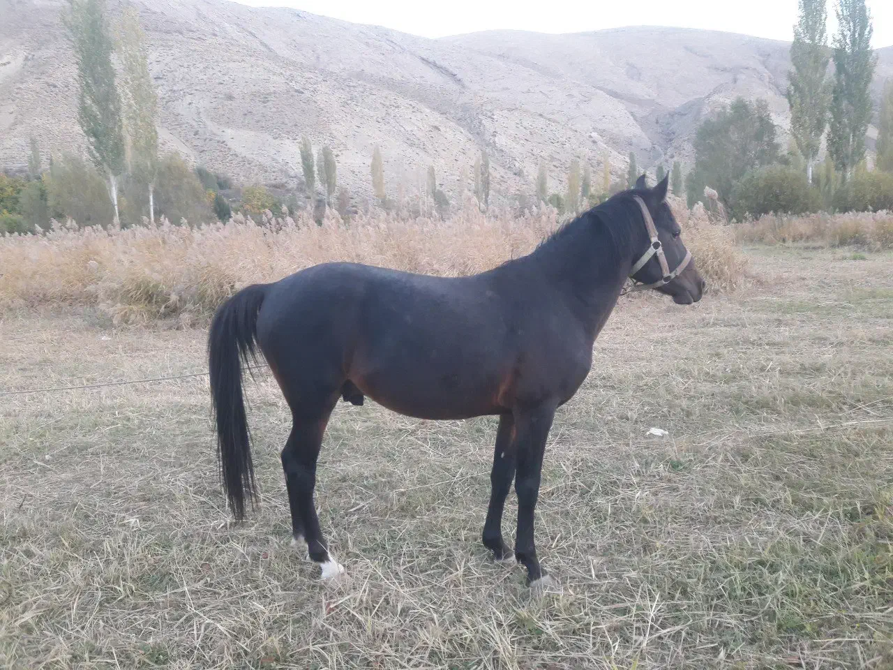 اسب یورقه .ترکمن عرب|اسب و تجهیزات اسبسواری|فیروزکوه, |دیوار