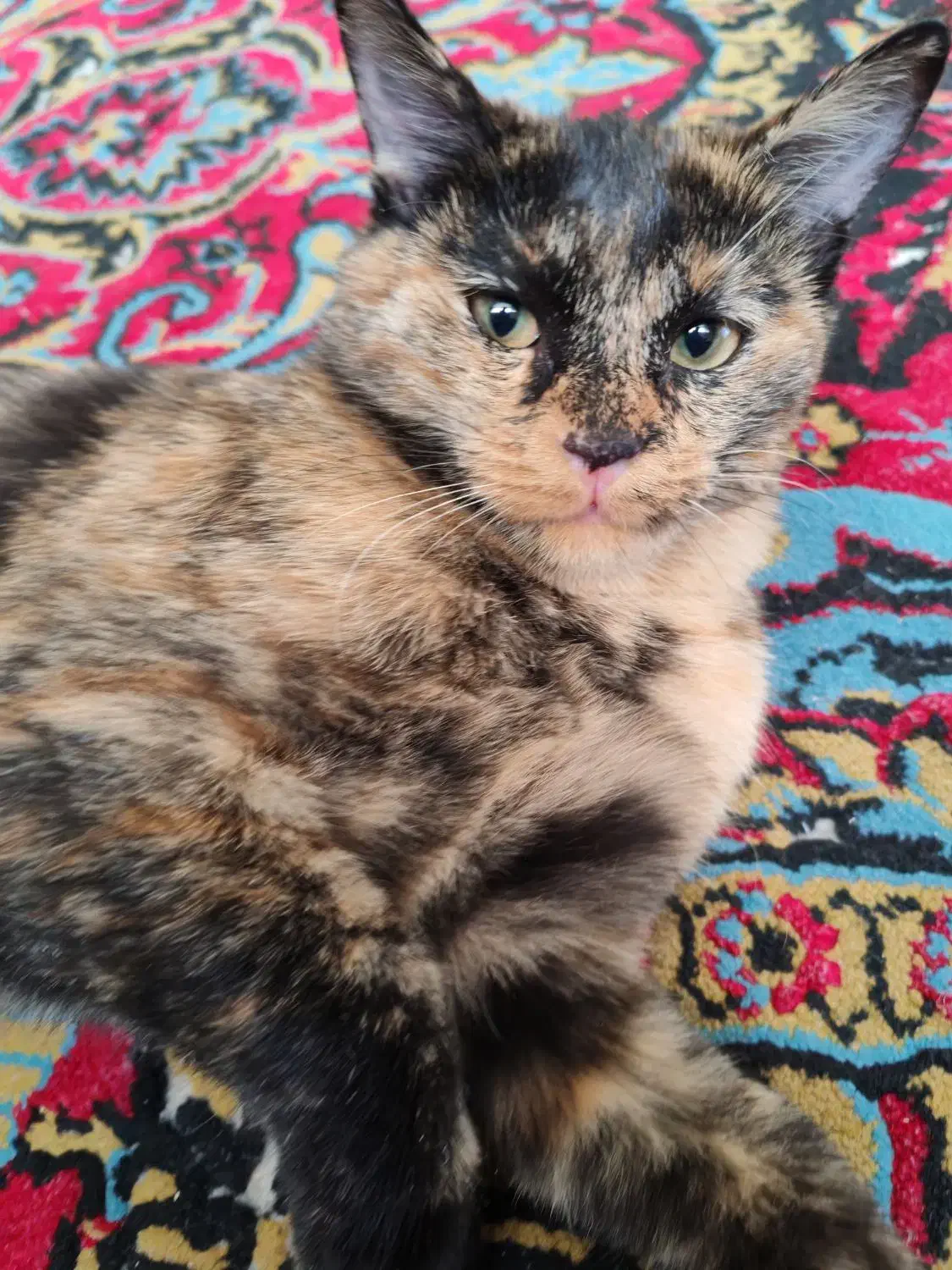 بچه گربه گمشده|حیوانات|خمینی‌شهر, |دیوار