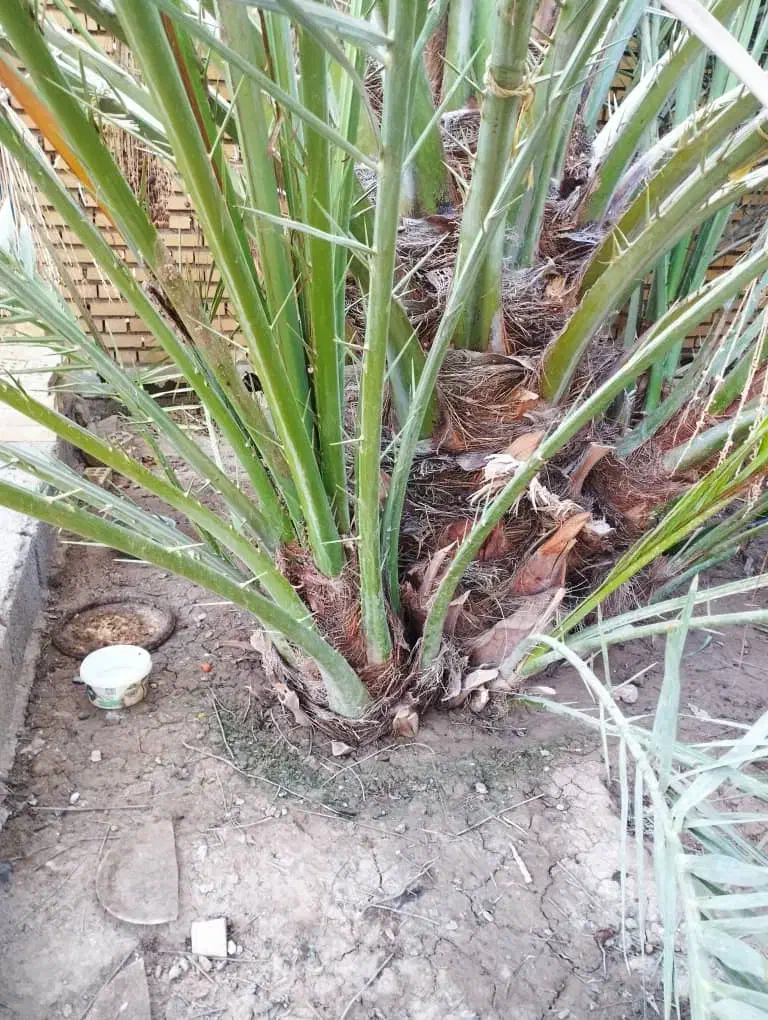 نخل برحی اصیل|خدمات باغبانی و درختکاری|آبادان, |دیوار