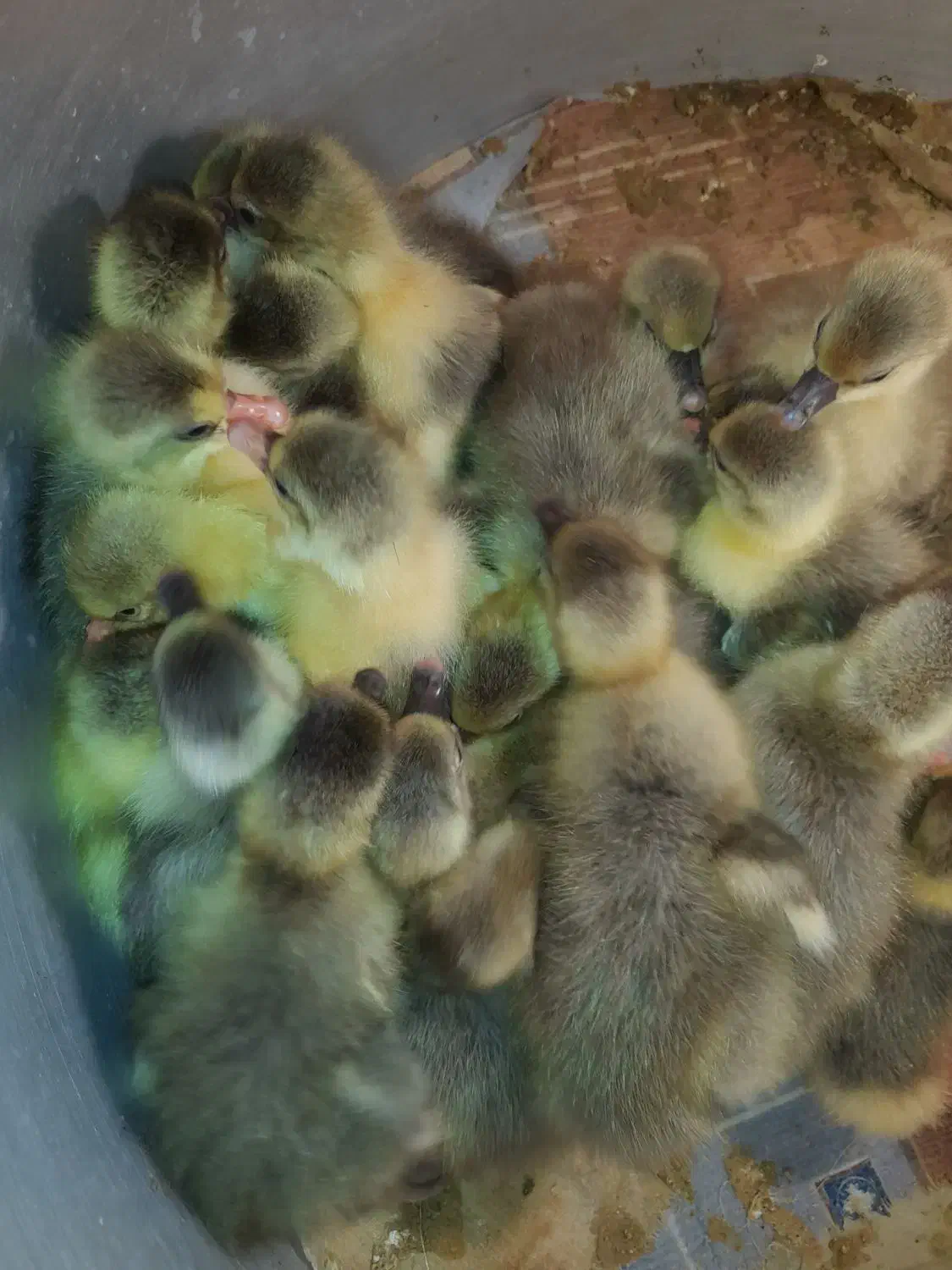 جوجه غاز محلی و دورگه|حیوانات مزرعه|آمل, |دیوار