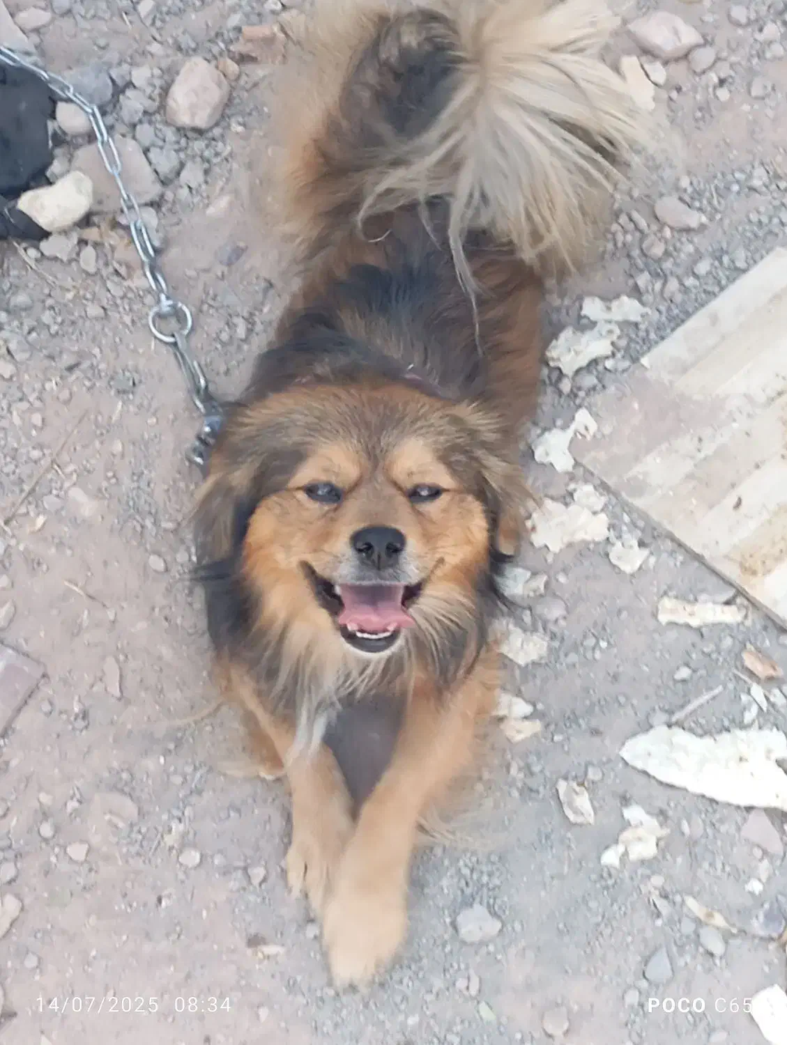 سگپاکوتا|سگ|مرند, |دیوار