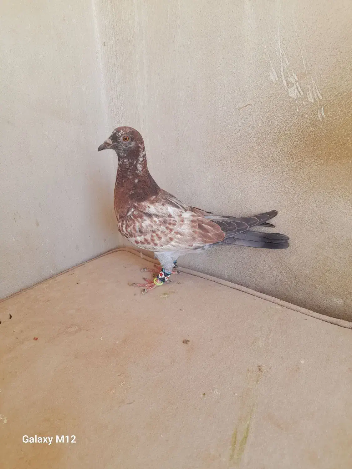 سوسکی نر|پرنده|مشهد, قائم|دیوار