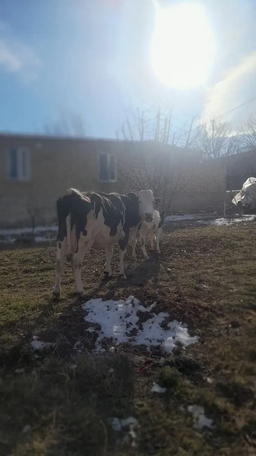 گاو باگوساله ماده|حیوانات مزرعه|مشگین شهر, |دیوار