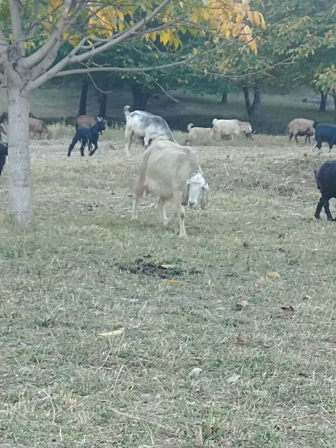 بز و بزغاله|حیوانات مزرعه|فریدونشهر, |دیوار