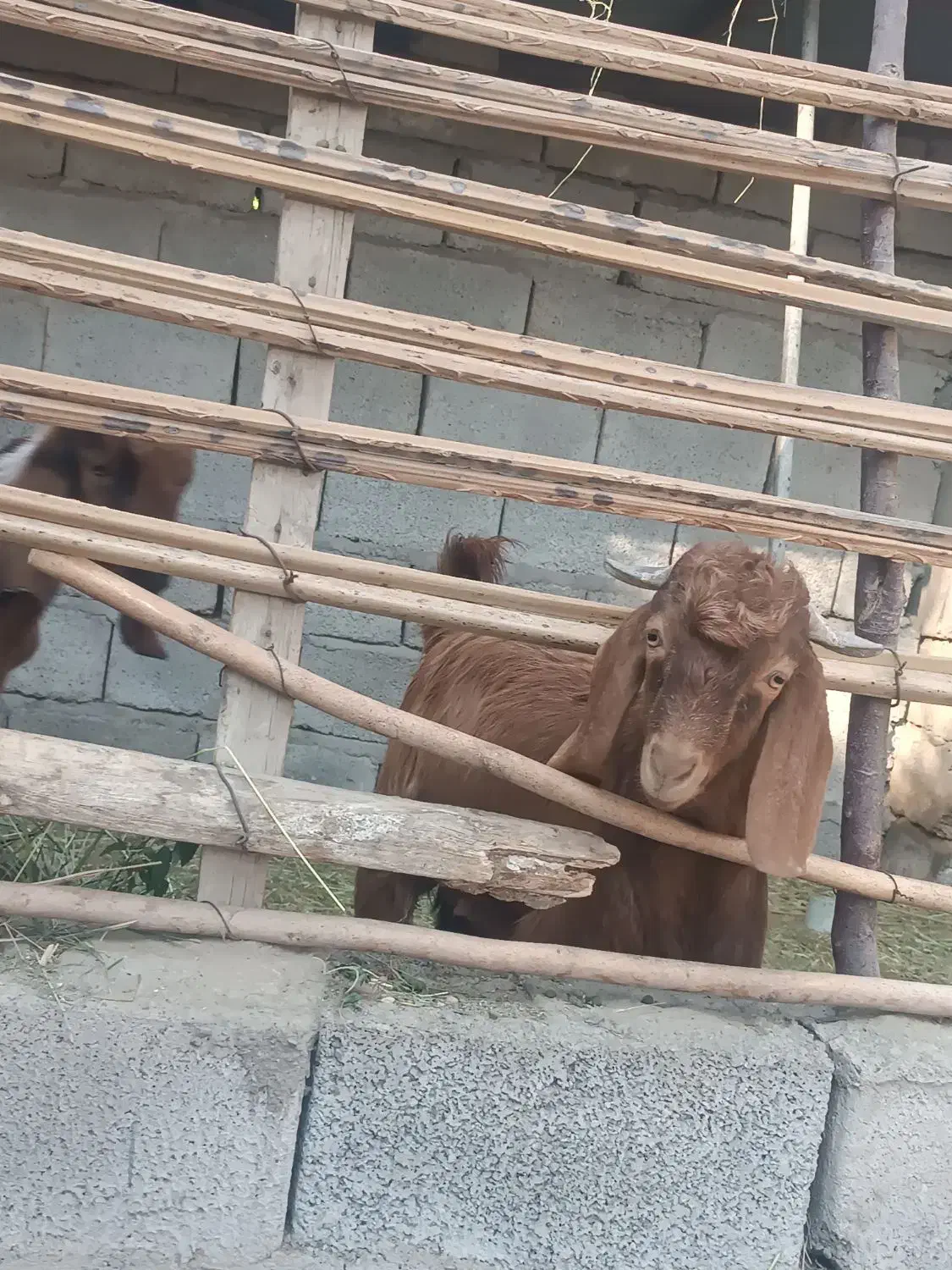 گاو گوساله فروشی|حیوانات مزرعه|جیرفت, |دیوار