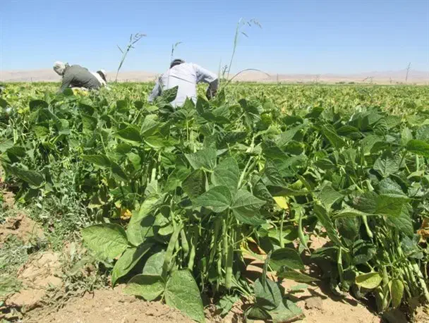 نیرو برای جمع  کردن سیب زمینی|استخدام صنعتی، فنی، مهندسی|شهرکرد, |دیوار