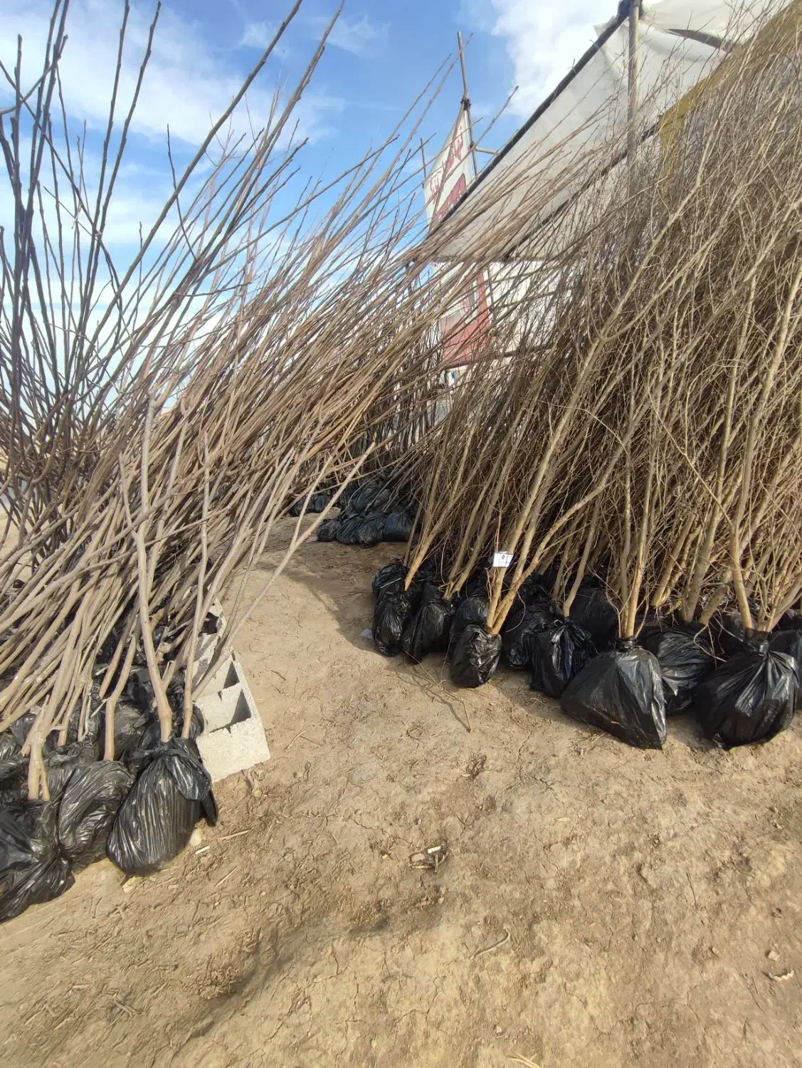 ارقام پایه رویشی و پایه بذری نهال|خدمات باغبانی و درختکاری|اصفهان, بوستان ناژوان|دیوار