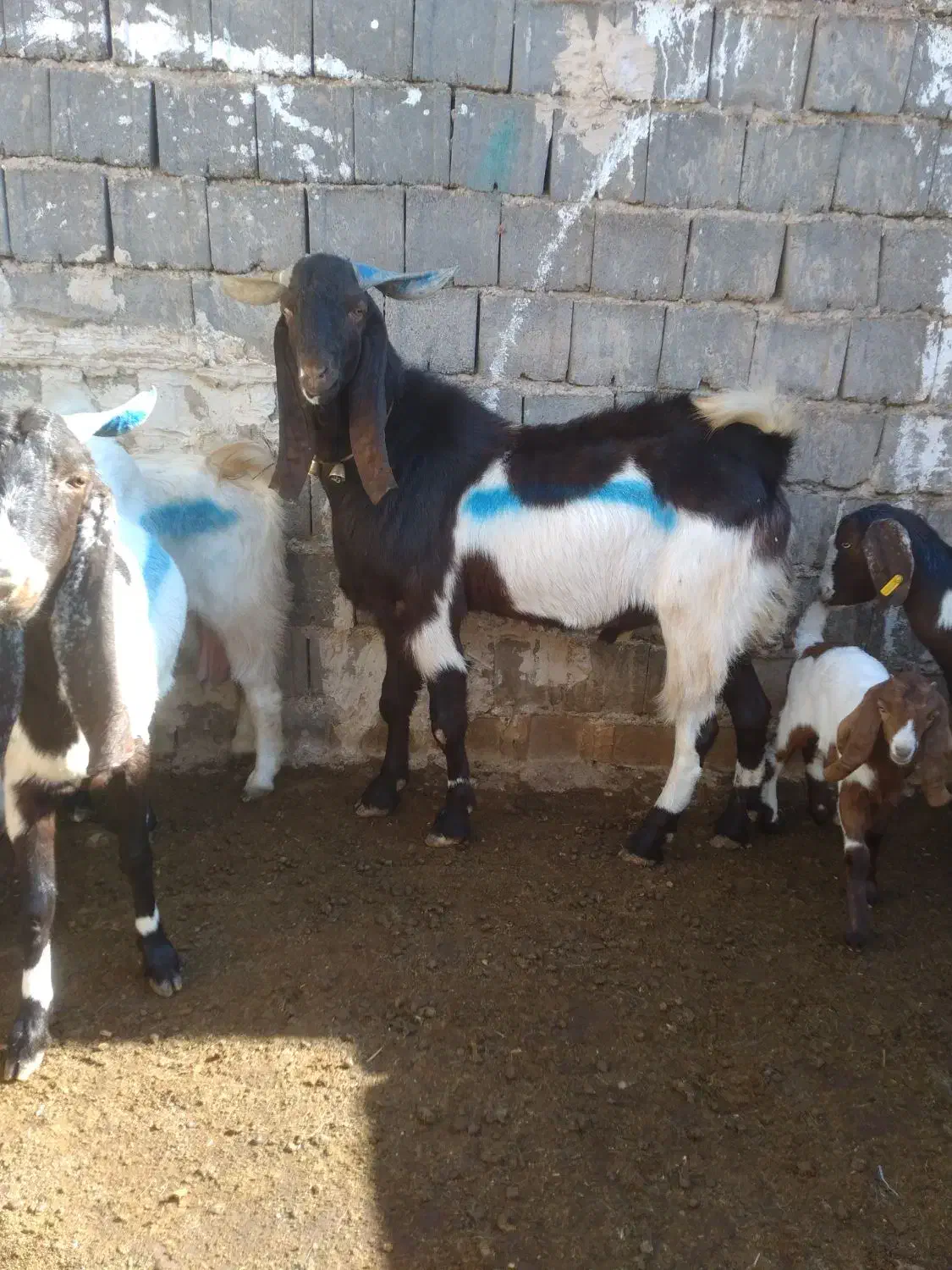 نربز|حیوانات مزرعه|تایباد, |دیوار