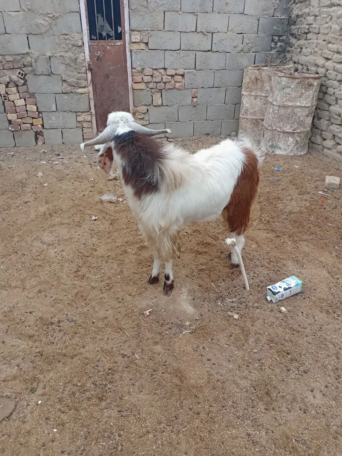 کهره نرچاق|حیوانات مزرعه|نیمروز, |دیوار