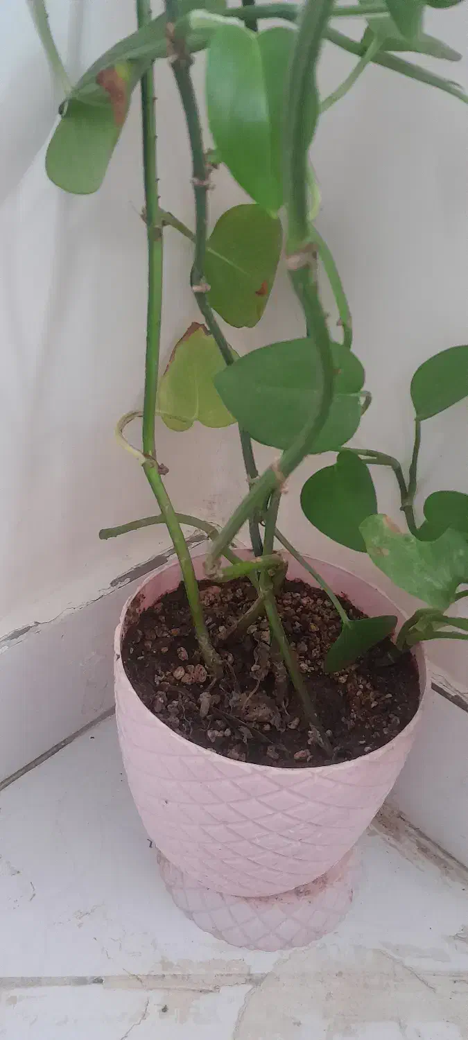 گل پتوس|گل و گیاه طبیعی|تبریز, |دیوار