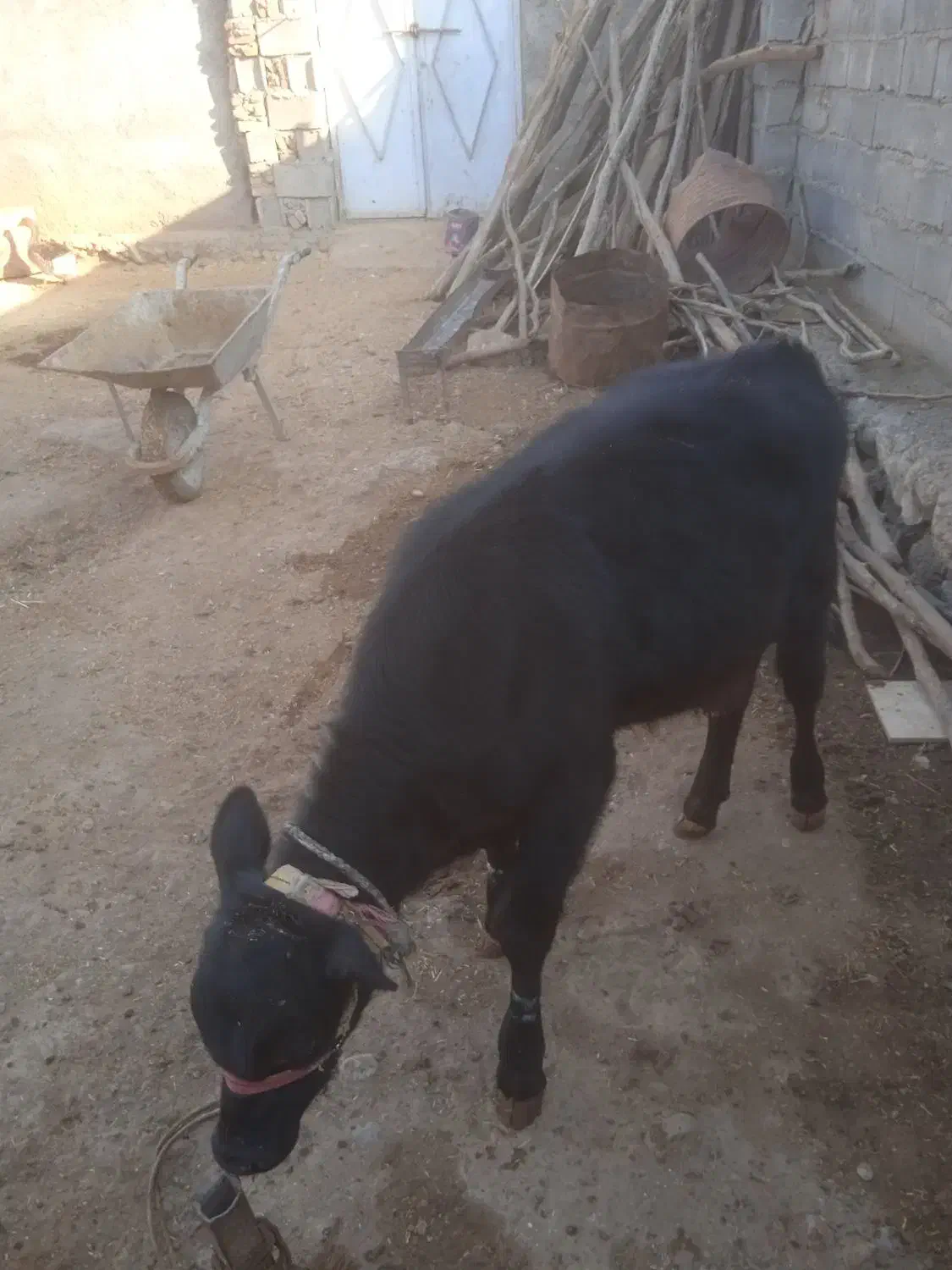 یک عددگوساله نر پروار|حیوانات مزرعه|دره شهر, |دیوار