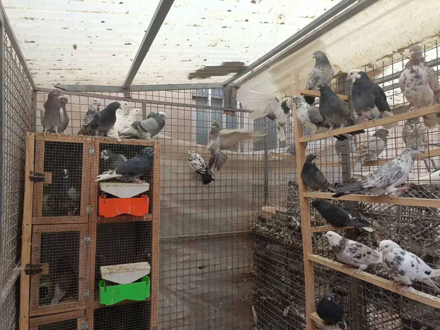 کفتر پرش سنگین تعدادی کفتر پرش سنگین|پرنده|شهریار, ابراهیمآباد|دیوار