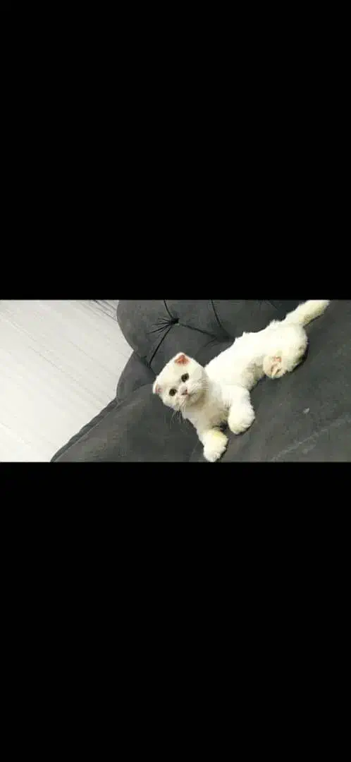 گربه اسکاتیش دبل فولد|گربه|قدس, شهر‌قدس|دیوار