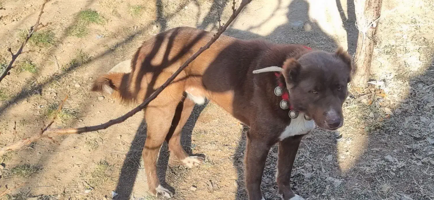 سگ قدرجونی|سگ|مبارکه, |دیوار