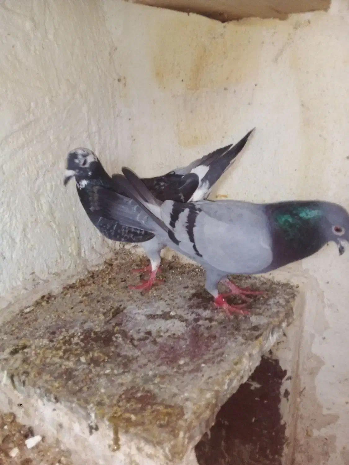 کفتر|پرنده|تربتحیدریه, ترمینال|دیوار