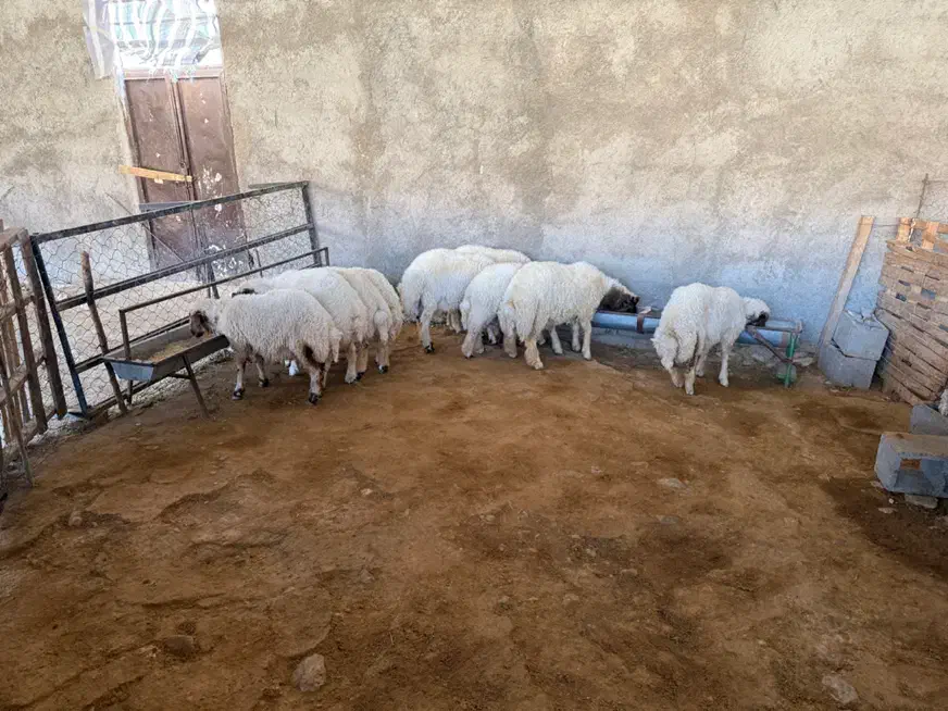 فروشی|حیوانات مزرعه|بدره, |دیوار