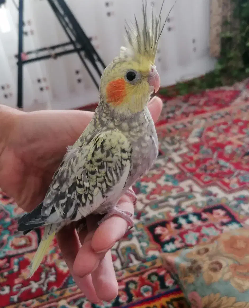 عروس هلندی|پرنده|هریس, |دیوار