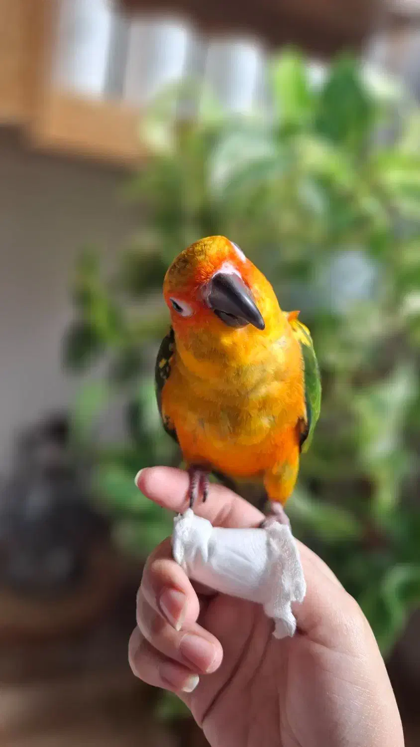 طوطی خورشیدی|پرنده|اصفهان, کشاورزی|دیوار