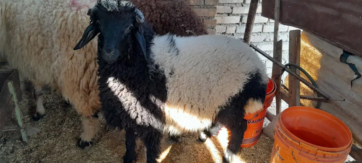 گوسفند بره|حیوانات مزرعه|کارون, |دیوار