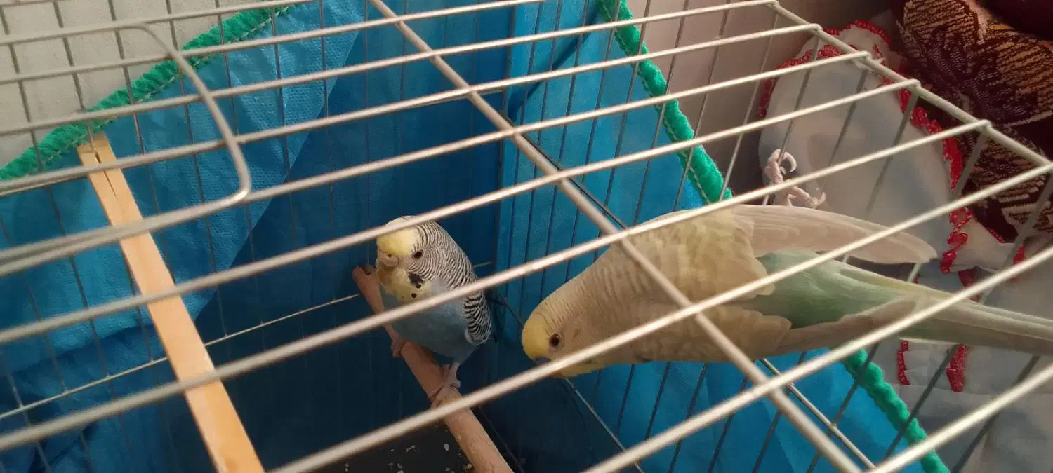 دو جفت مرغ عشق|پرنده|پاکدشت, پاکدشت (مامازند)|دیوار