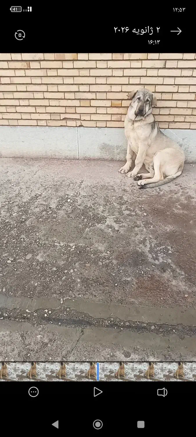 سگ عراقی 6ماهه|سگ|نظر کهریزی, |دیوار