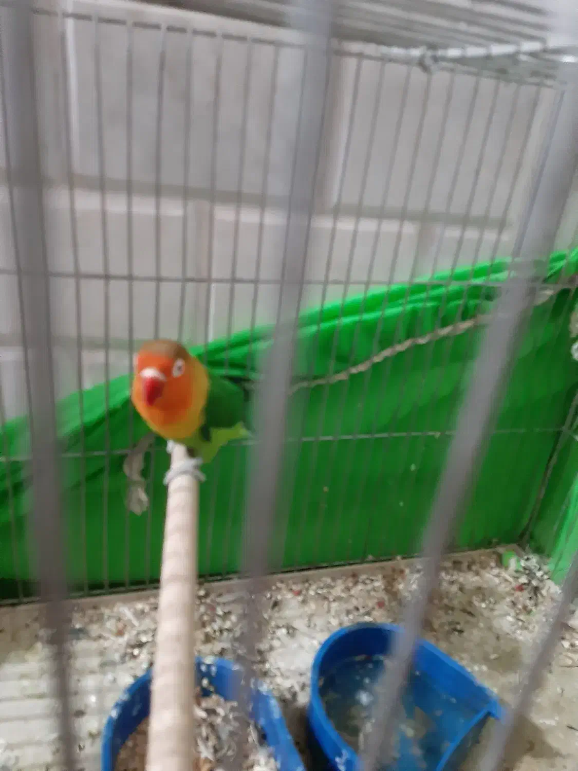 طوطی کوتوله|پرنده|نجف‌آباد, شریعتی غربی|دیوار