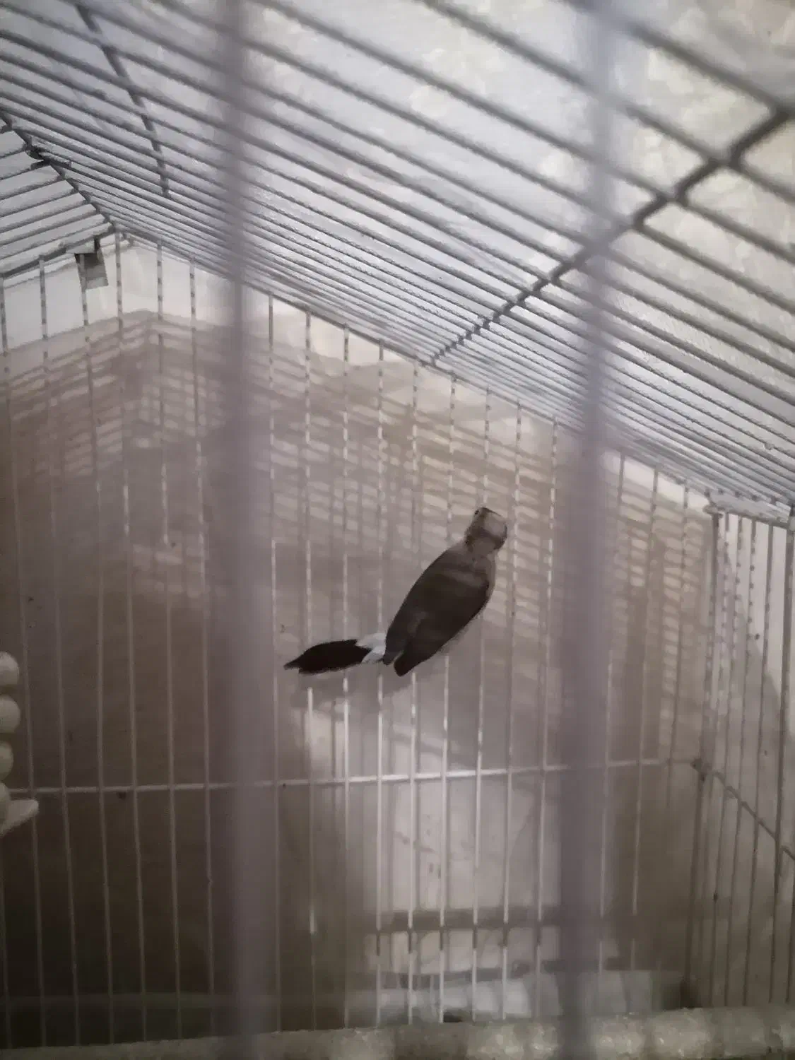 فنچ|پرنده|شهر ری, منصوریه منگل|دیوار